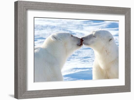 Kissing Polar Bears II-Howard Ruby-Framed Photographic Print