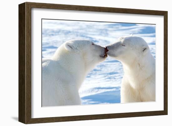 Kissing Polar Bears II-Howard Ruby-Framed Photographic Print