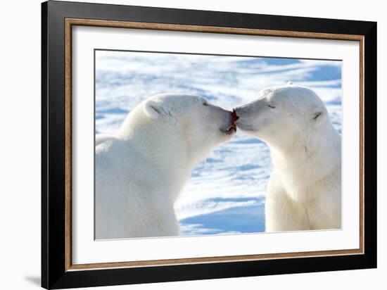 Kissing Polar Bears II-Howard Ruby-Framed Photographic Print