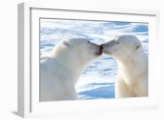 Kissing Polar Bears II-Howard Ruby-Framed Photographic Print