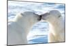 Kissing Polar Bears II-Howard Ruby-Mounted Photographic Print