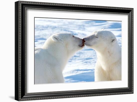 Kissing Polar Bears II-Howard Ruby-Framed Photographic Print