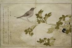 Mallards and a Kingfisher, 1790-Kitagawa Utamaro-Giclee Print