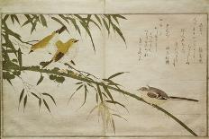 Mallards and a Kingfisher, 1790-Kitagawa Utamaro-Giclee Print