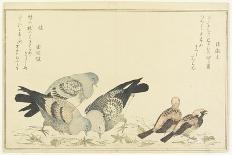 P.332-1946 Vol.2 F.6 Long-Tailed Tit and Three White Eyes, from an Album 'Birds Compared in…-Kitagawa Utamaro-Giclee Print