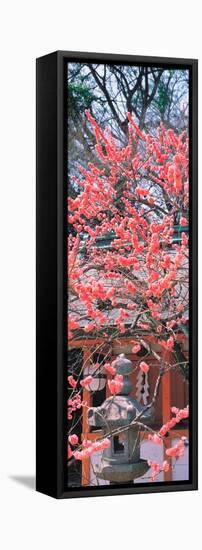 Kitano-Tenmangu Kyoto Japan-null-Framed Stretched Canvas