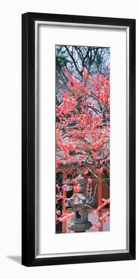 Kitano-Tenmangu Kyoto Japan-null-Framed Premium Photographic Print