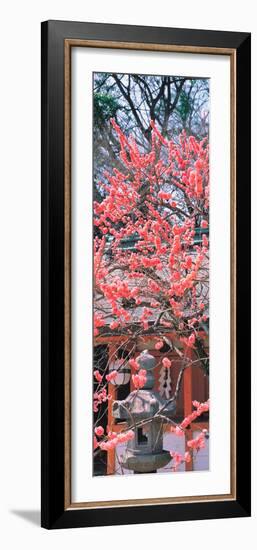 Kitano-Tenmangu Kyoto Japan-null-Framed Premium Photographic Print