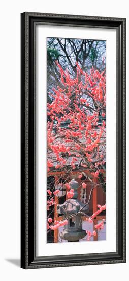 Kitano-Tenmangu Kyoto Japan-null-Framed Premium Photographic Print