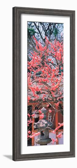 Kitano-Tenmangu Kyoto Japan-null-Framed Photographic Print