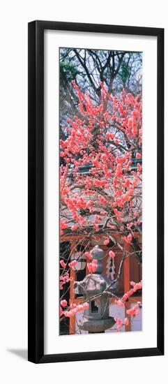 Kitano-Tenmangu Kyoto Japan-null-Framed Photographic Print