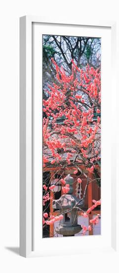 Kitano-Tenmangu Kyoto Japan-null-Framed Photographic Print