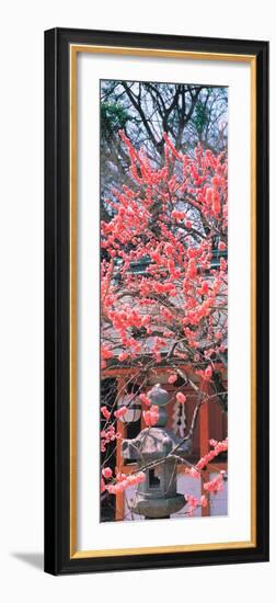 Kitano-Tenmangu Kyoto Japan-null-Framed Photographic Print