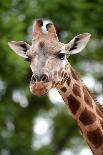 Giraffe-Kitch Bain-Photographic Print