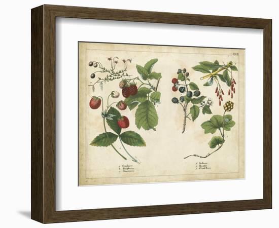 Kitchen Fruits II-null-Framed Premium Giclee Print