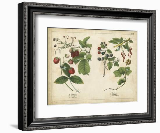 Kitchen Fruits II-null-Framed Premium Giclee Print