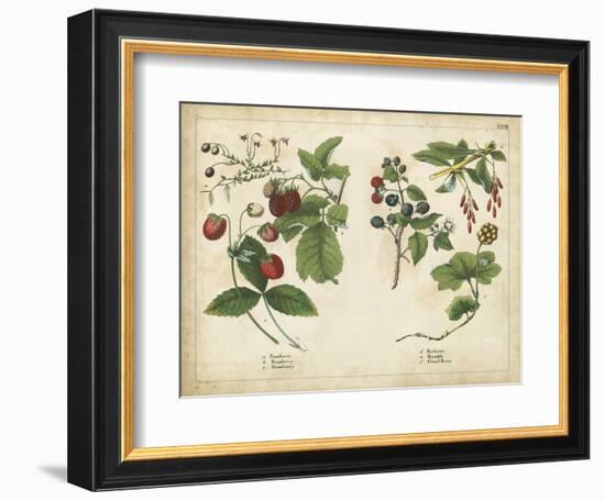 Kitchen Fruits II-null-Framed Premium Giclee Print