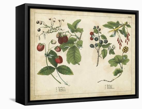 Kitchen Fruits II-null-Framed Stretched Canvas