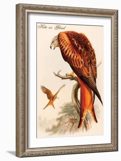 Kite or Glead-John Gould-Framed Art Print