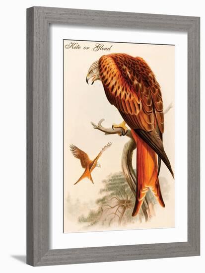 Kite or Glead-John Gould-Framed Art Print