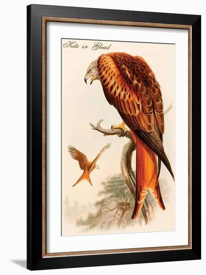 Kite or Glead-John Gould-Framed Art Print