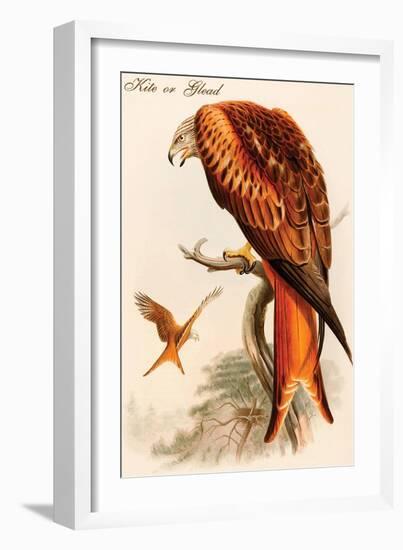 Kite or Glead-John Gould-Framed Art Print