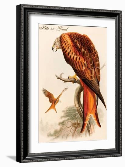 Kite or Glead-John Gould-Framed Art Print