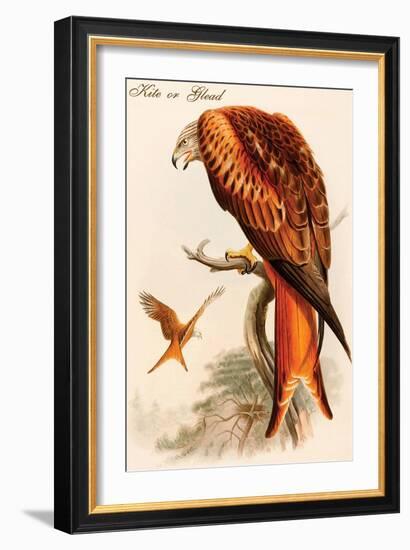 Kite or Glead-John Gould-Framed Art Print