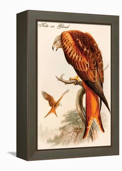 Kite or Glead-John Gould-Framed Stretched Canvas