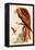 Kite or Glead-John Gould-Framed Stretched Canvas