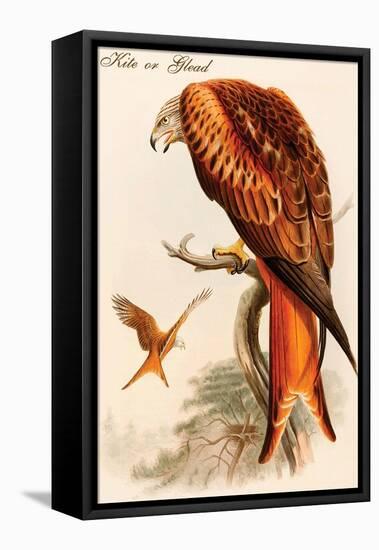 Kite or Glead-John Gould-Framed Stretched Canvas