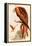 Kite or Glead-John Gould-Framed Stretched Canvas