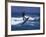 Kite Surfing-null-Framed Photographic Print