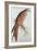 Kite-Edward Lear-Framed Giclee Print