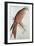 Kite-Edward Lear-Framed Giclee Print