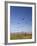 Kites, International Kite Festival, Long Beach, Washington, USA-Jamie & Judy Wild-Framed Photographic Print