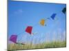 Kites on the Beach, Long Beach, Washington, USA-Merrill Images-Mounted Photographic Print