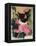 Kitten and Hollyhocks-Anne Robinson-Framed Premier Image Canvas