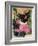 Kitten and Hollyhocks-Anne Robinson-Framed Giclee Print