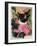 Kitten and Hollyhocks-Anne Robinson-Framed Giclee Print