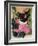 Kitten and Hollyhocks-Anne Robinson-Framed Giclee Print