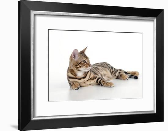 Kitten Bengal Kitten 16 Weeks-null-Framed Photographic Print