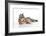 Kitten Bengal Kitten 16 Weeks-null-Framed Photographic Print