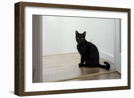 Kitten Black 1-Charles Bowman-Framed Photographic Print