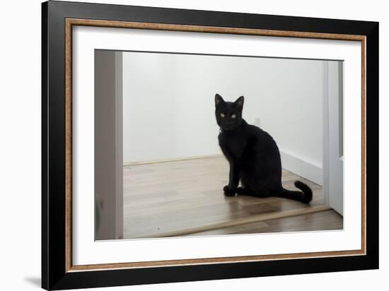 Kitten Black 1-Charles Bowman-Framed Photographic Print