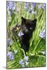 Kitten (Black) in Bluebells-null-Mounted Photographic Print