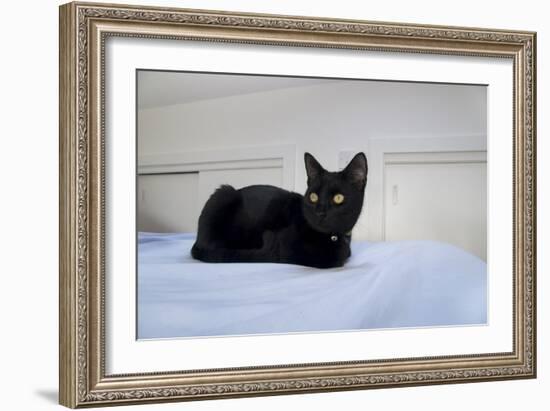 Kitten Black-Charles Bowman-Framed Photographic Print