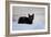 Kitten Black-Charles Bowman-Framed Photographic Print