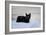 Kitten Black-Charles Bowman-Framed Photographic Print