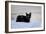 Kitten Black-Charles Bowman-Framed Photographic Print